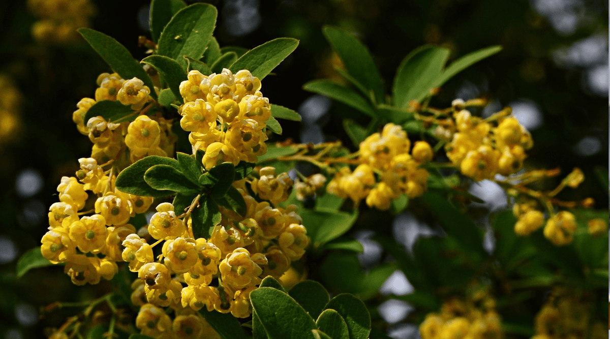 Dihydroberberine vs. Berberine: What Makes DHB Different?