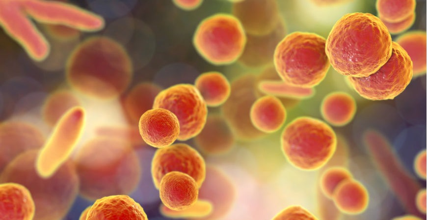 Mycoplasma