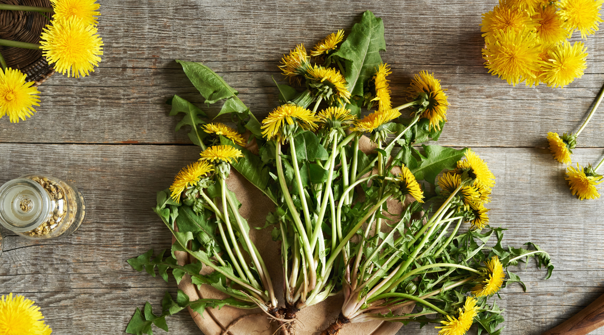 Dandelion Root Benefits (and Why It’s More Than a Weed)