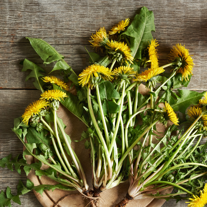 Dandelion Root Benefits (and Why It’s More Than a Weed)