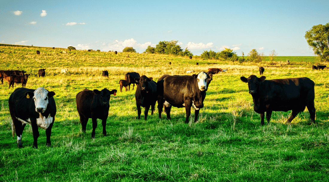 Beef Organ Supplements: Are They Worth the Hype?