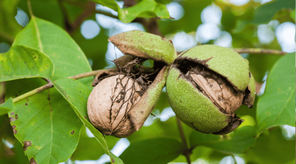 Black Walnut Hull Benefits: Nature’s Parasite Fighter