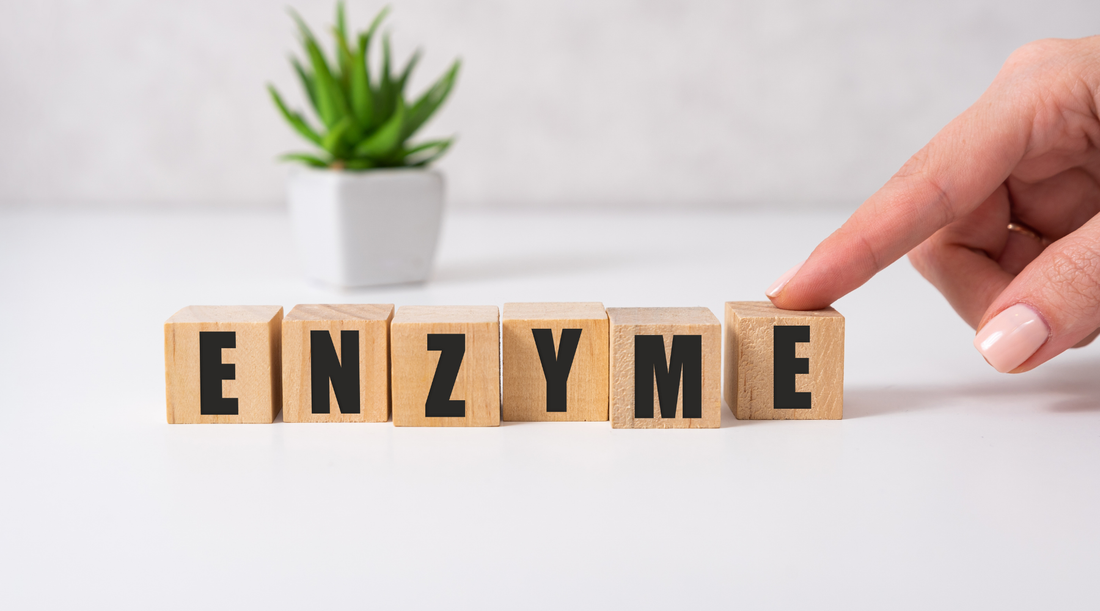Serrapeptase vs. Bromelain: Which Enzyme Is Right for You?