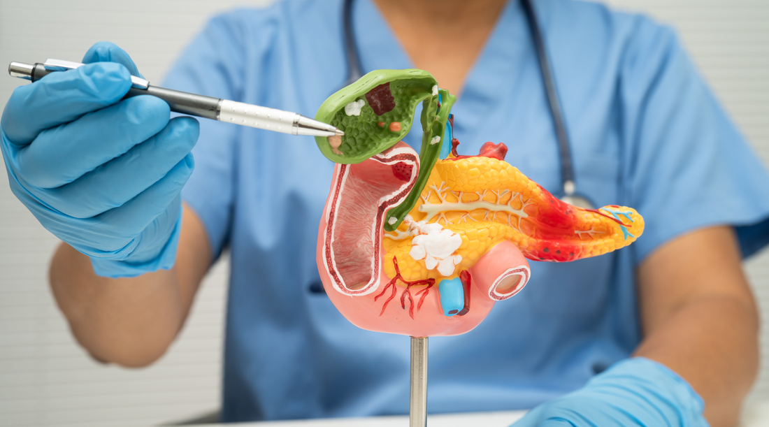 The Science of Bile: How Bile Actually Works (and Why It Matters)