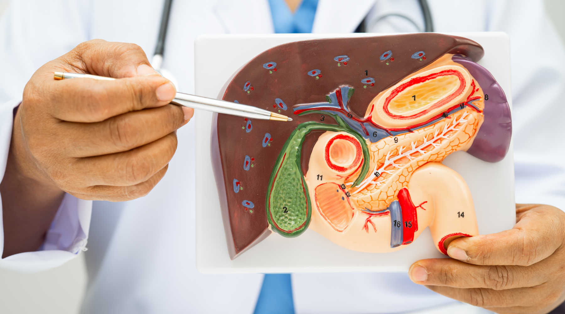 Life After Gallbladder Removal: How to Keep Digestion Smooth