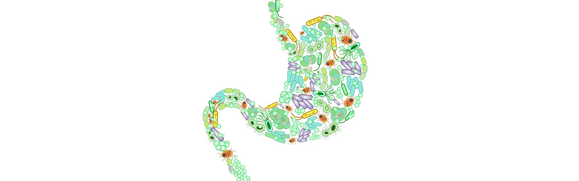 Skinny Gut – How Gut Bacteria is Tied to Weight Loss