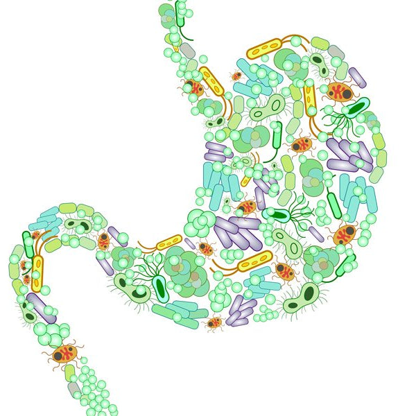Skinny Gut – How Gut Bacteria is Tied to Weight Loss