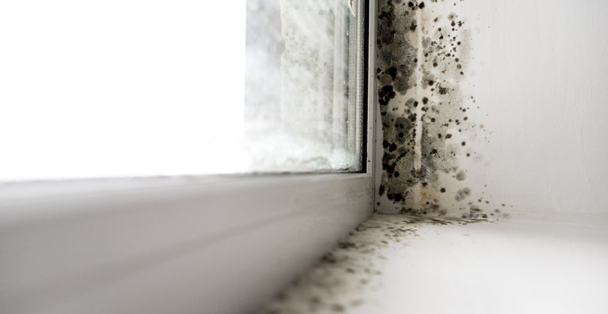 Surviving Toxic Mold