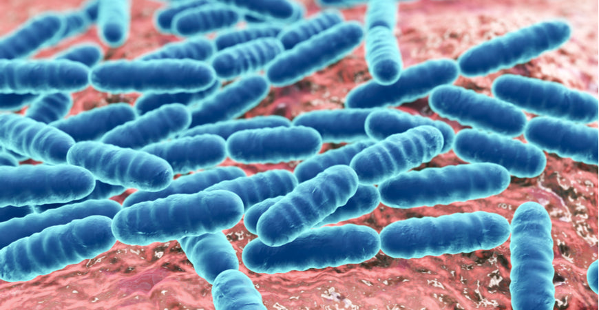 The Importance of Intestinal Flora – The Unsung Heroes
