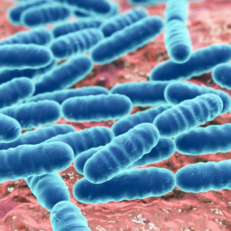 The Importance of Intestinal Flora – The Unsung Heroes
