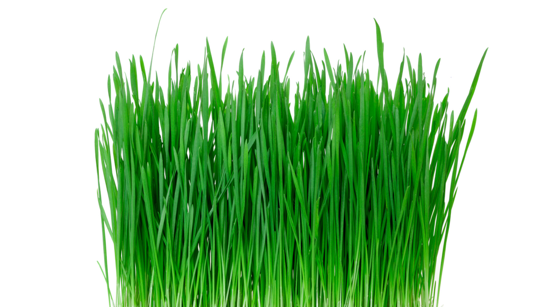 wheatgrass
