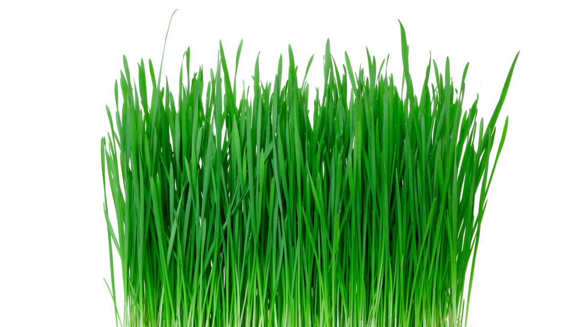 What Does Wheatgrass Do The Benefits Of Wheatgrass UNI KEY Health