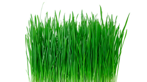 What Does Wheatgrass Have to Do With It?