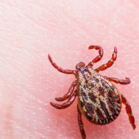 What to Do When You’ve Been Bitten by a Tick