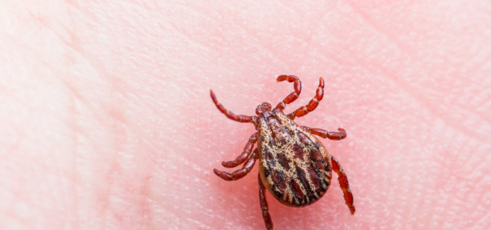 What to Do When You’ve Been Bitten by a Tick