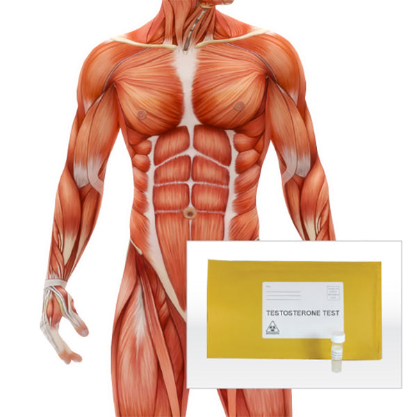 Testosterone Test