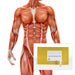 Testosterone Test